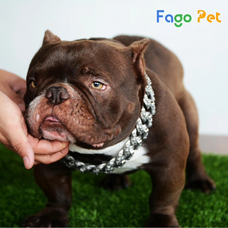#22helo88 Chó Bully Là Bao Nhiêu? Cập Nhật Giá Chó Bully Mới Nhất