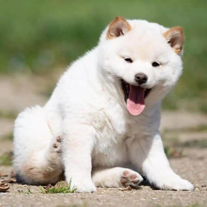 Chó shiba inu màu trắng - chó shiba trắng giá 33hello88 2023