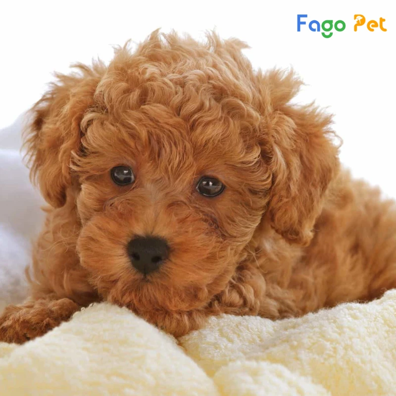 Giống Chó Poodle Tiny - hello88.con, Đặc Điểm, 22helo88