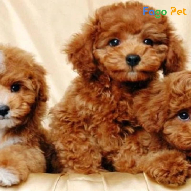 Giống Chó Poodle Tiny - hello88.con, Đặc Điểm, 22helo88