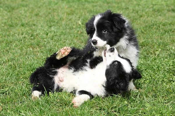 Border Collie là helo88 vina.com gì? Cần lưu ý gì khi nuôi chó Border Collie? (2020)