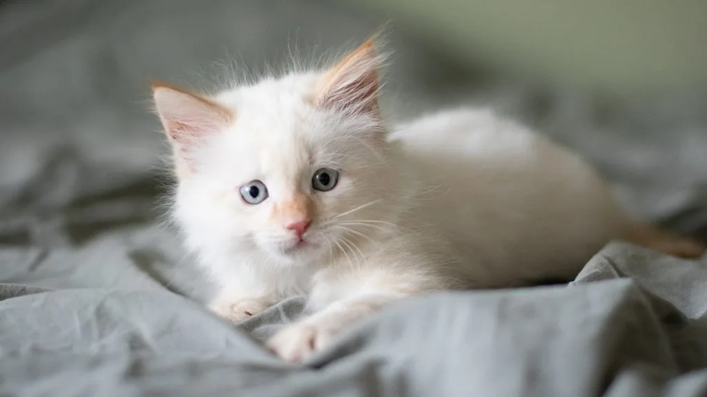 Mua Bán Mèo Ragdoll Mắt Tím, Xanh Đẹp Cute hello88.comm Dễ Nuôi