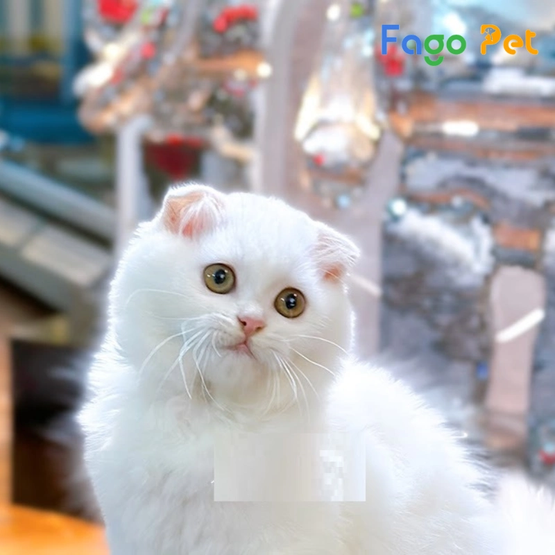 #Giống Mèo Anh Lông Dài Tai Cụp: Đặc Điểm Ngoại Hình Và 22helo88