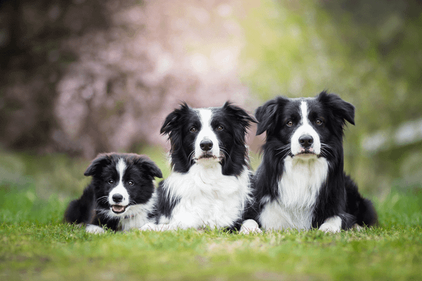 Border Collie là helo88 vina.com gì? Cần lưu ý gì khi nuôi chó Border Collie? (2020)