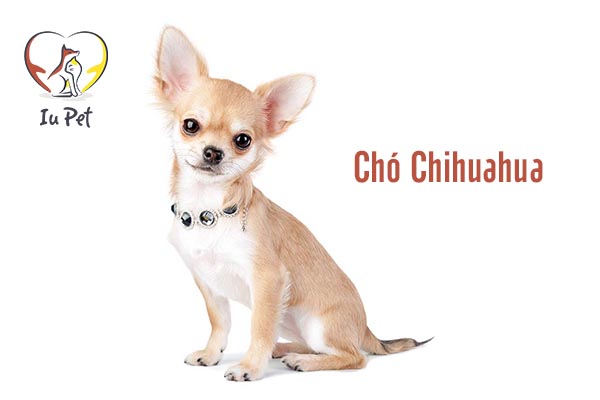 Những helo88 vina.com nhỏ nhất thế giới khiến bạn bất ngờ