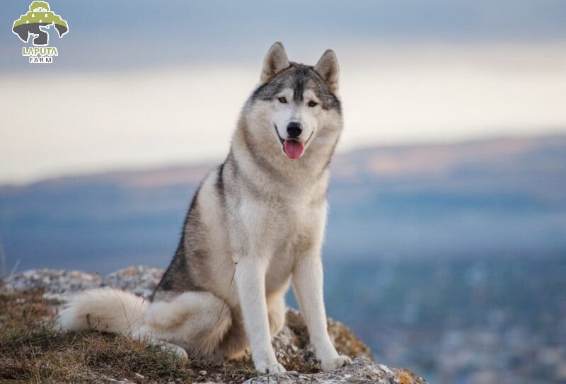 Chó Husky giá 33hello88? Địa chỉ mua bán giá rẻ TP HCM
