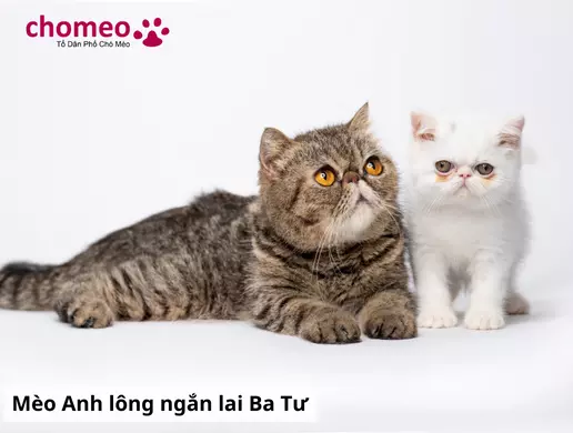 Mèo Anh helo88.vina lai là gì? Các kiểu lai mèo anh helo88.vina