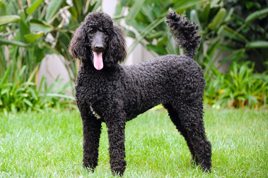 Chó Poodle Đen: Đặc Điểm Và Giá Cả Trên Thị Trường 2023