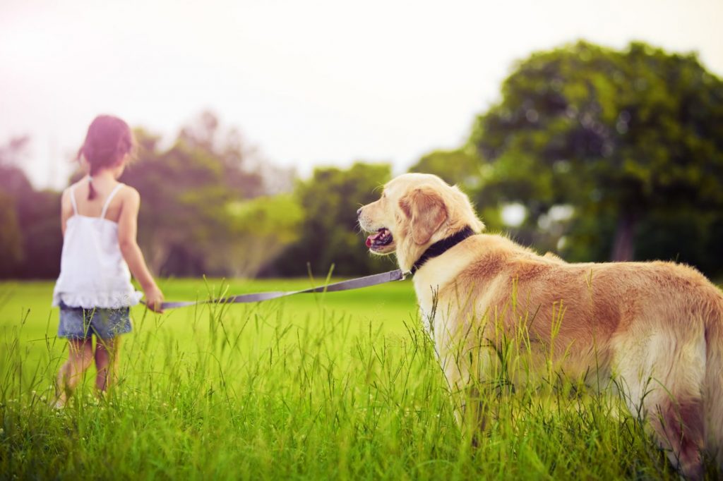 Giá chó Golden Retriever tại heloo88