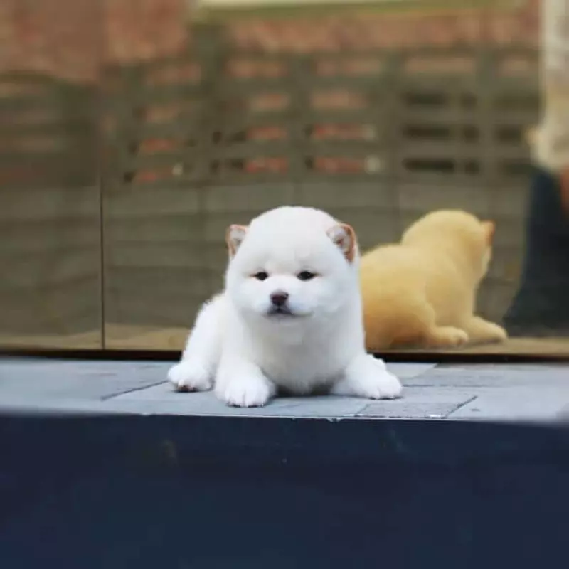 Chó shiba inu màu trắng - chó shiba trắng giá 33hello88 2023