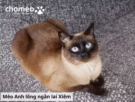 Mèo Anh helo88.vina lai là gì? Các kiểu lai mèo anh helo88.vina