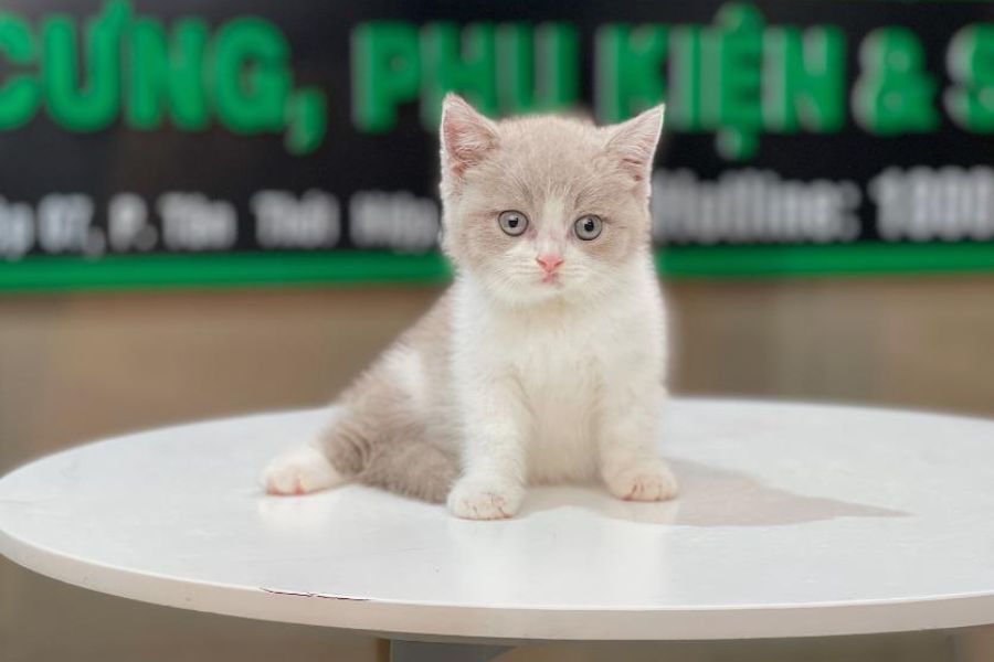 Mèo Bicolor: hello88.con, Giá Cả Và Hướng Dẫn Cách Chăm Sóc