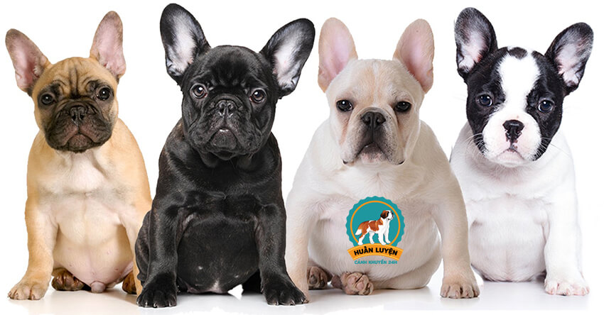 Chó Bull Pháp - Cách nhận biết Bulldog Pháp thuần chủng