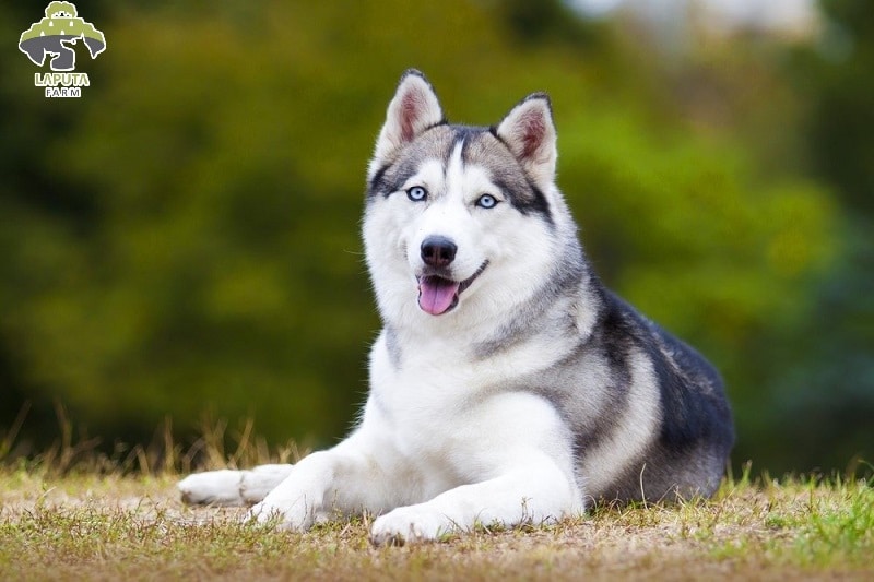 Chó Husky giá 33hello88? Địa chỉ mua bán giá rẻ TP HCM