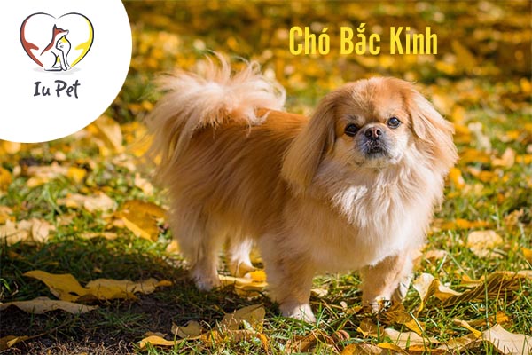 Những helo88 vina.com nhỏ nhất thế giới khiến bạn bất ngờ