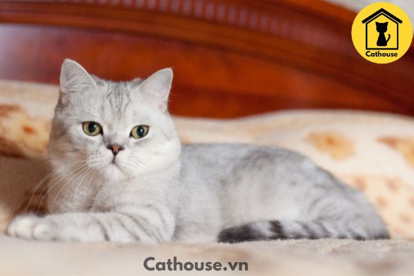 Mèo Silver - Thông Tin Của Mèo Silver Và 22helo88 ?