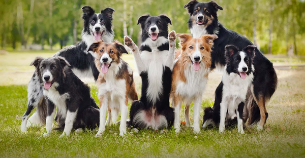 Border Collie là helo88 vina.com gì? Cần lưu ý gì khi nuôi chó Border Collie? (2020)