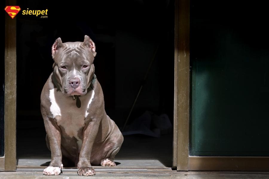 Chó Pitbull Cơ Bắp: hello88.con, Đặc Điểm, Cách Chăm Sóc Và Bảng Giá