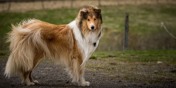 Border Collie là helo88 vina.com gì? Cần lưu ý gì khi nuôi chó Border Collie? (2020)