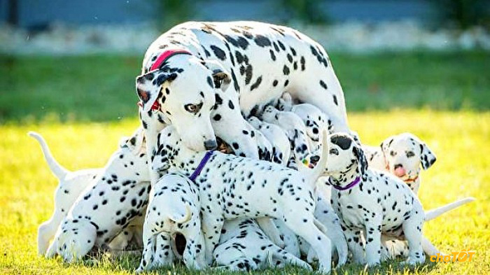 Chó Đốm Đẹp, Dễ Thương, Dalmatian hello88 vina, Lai, hello88.comm