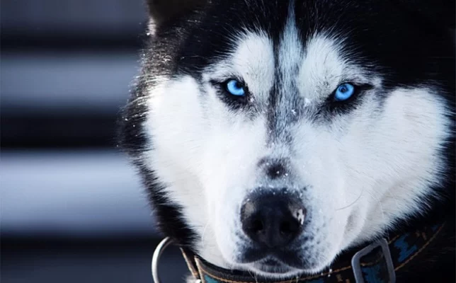 Chó husky thuần chủng có giá 33hello88?