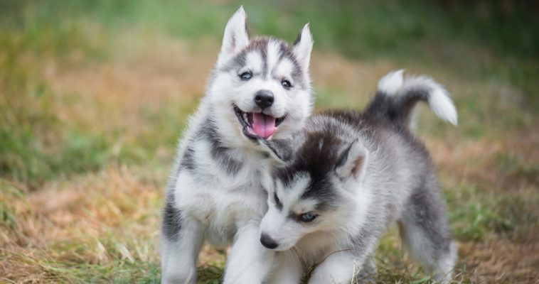 Chó husky thuần chủng có giá 33hello88?