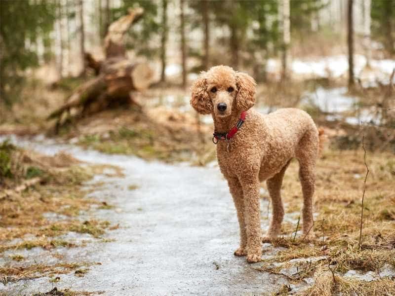 Chó Poodle giá 33hello88? Bảng giá chó Poodle và cách chọn mua chó Poodle thuần chủng