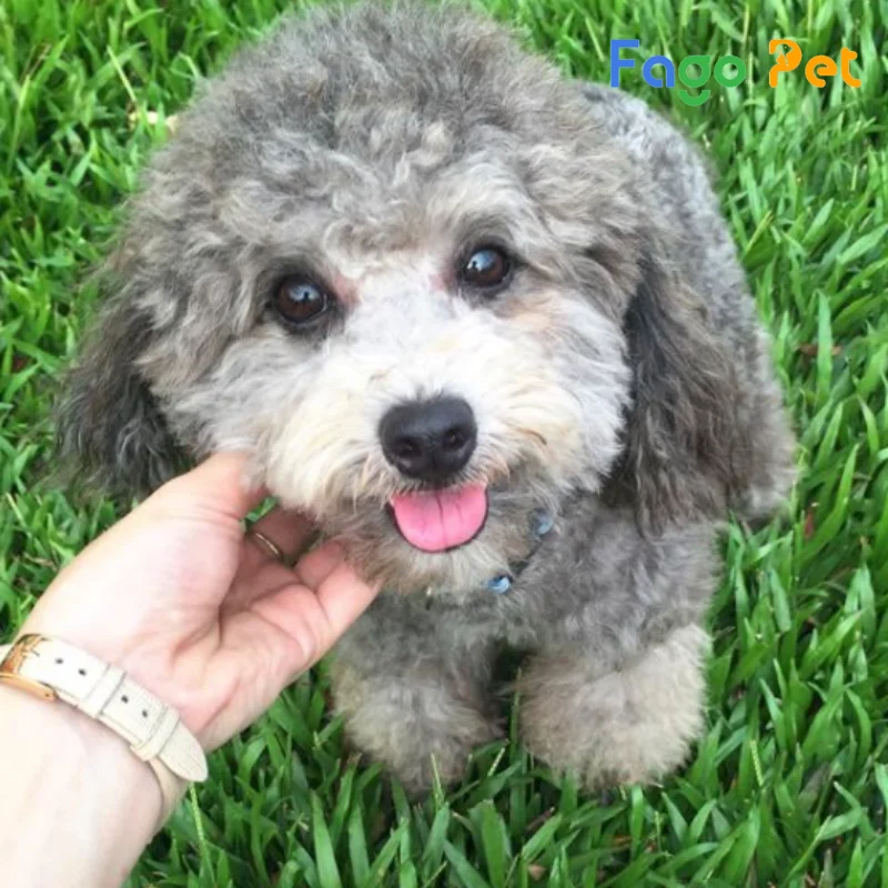 Chó Poodle Xám - Đặc Điểm , Cách Chăm Sóc, 22helo88