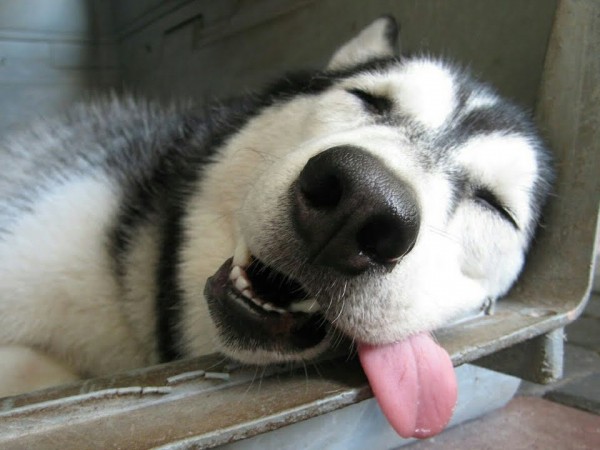 Chó husky thuần chủng có giá 33hello88?