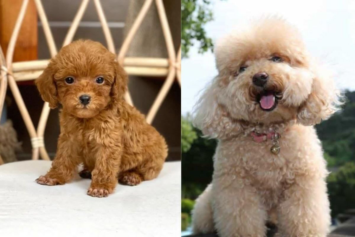 Chó Poodle giá 33hello88? Bảng giá chó Poodle và cách chọn mua chó Poodle thuần chủng