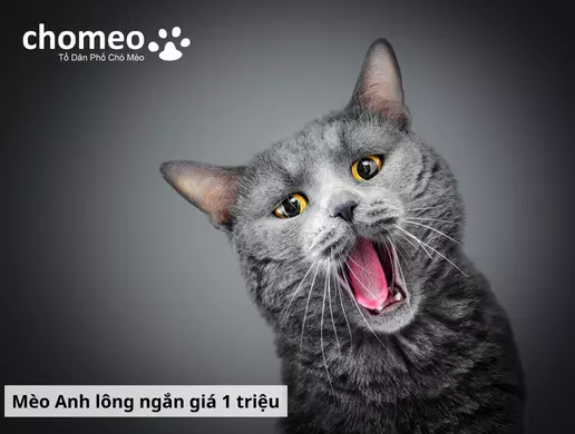 Mua mèo anh helo88.vina giá dưới 1 triệu, hello88.con rủi ro tiềm ẩn