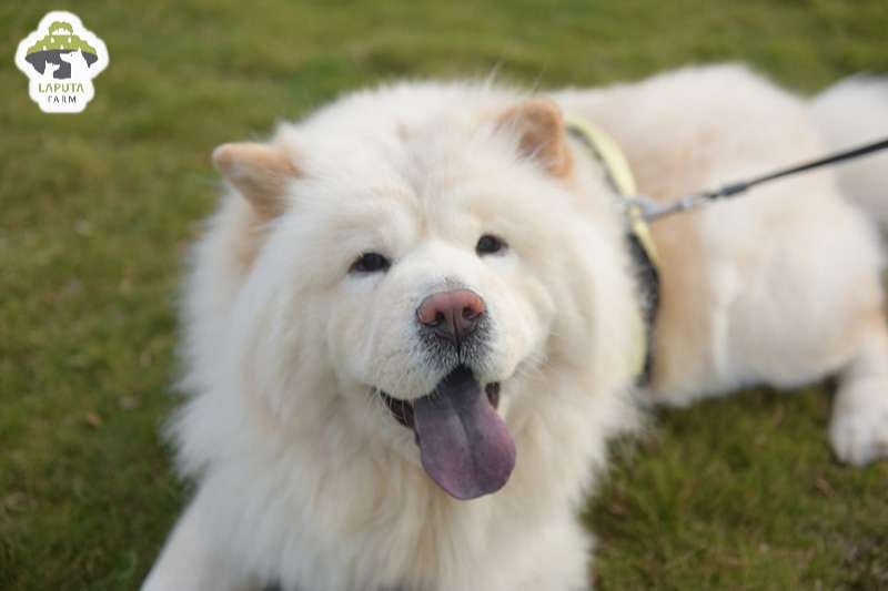 Chó Chow Chow giá 33hello88? Địa chỉ mua uy tín TP HCM