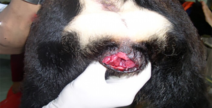 Cấu tạo bộ phận sinh dục chó cái - Chó bị chảy máu ở bộ phận sinh dục có hello88.comm không?