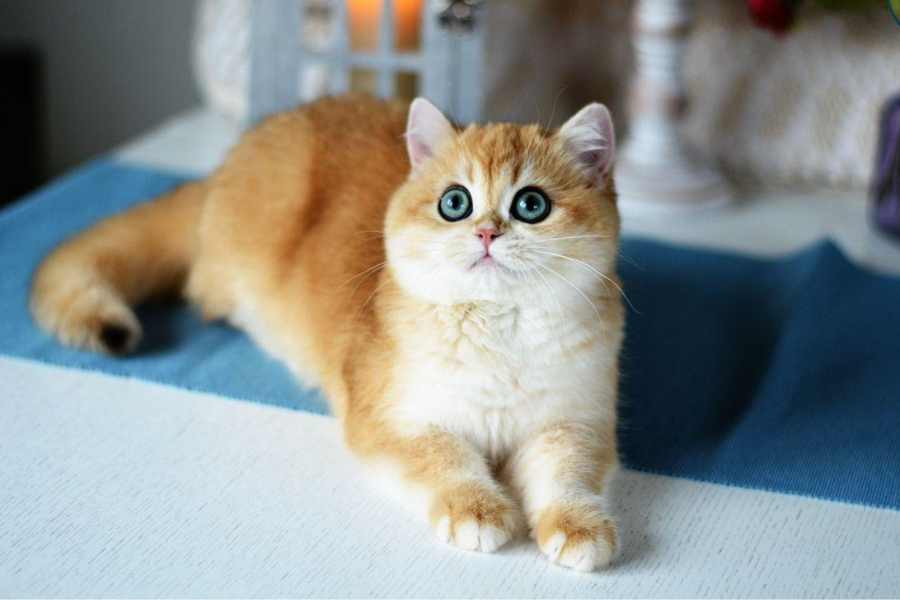 Mèo Golden: hello88.con, Giá Cả Và Cách Chăm Sóc