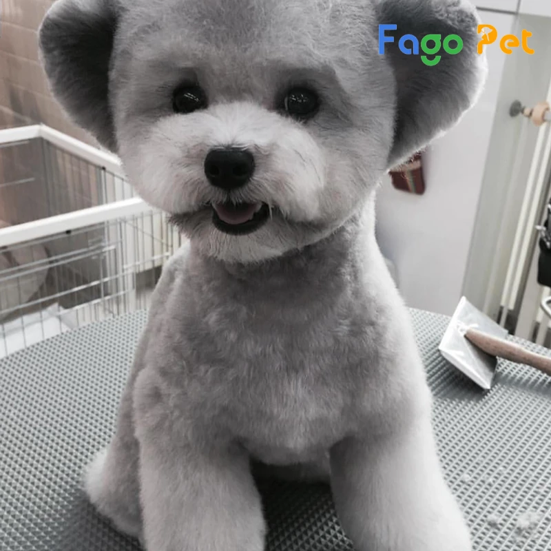 Chó Poodle Xám - Đặc Điểm , Cách Chăm Sóc, 22helo88