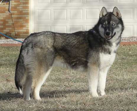 Chó husky thuần chủng có giá 33hello88?