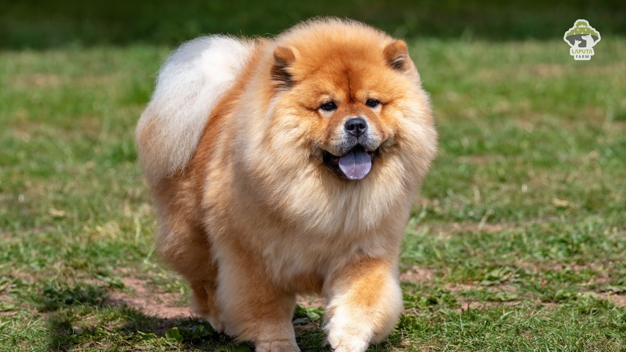 Chó Chow Chow giá 33hello88? Địa chỉ mua uy tín TP HCM
