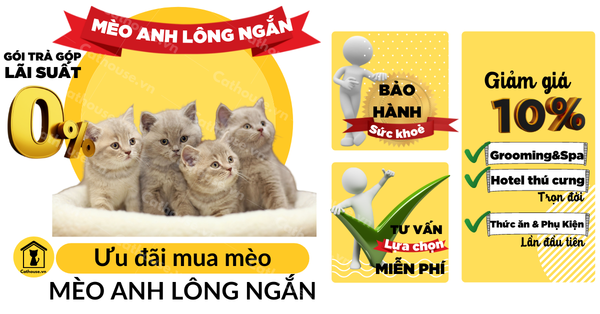 Mèo Anh Lông Ngắn Màu Tabby Tìm Hiểu hello88.con, Đặc Điểm, Mua Ở Đâu?