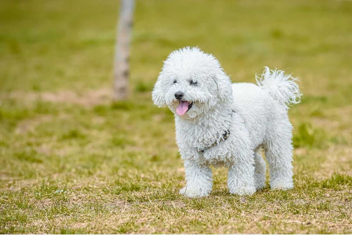 Chó Poodle giá 33hello88? Bảng giá chó Poodle và cách chọn mua chó Poodle thuần chủng