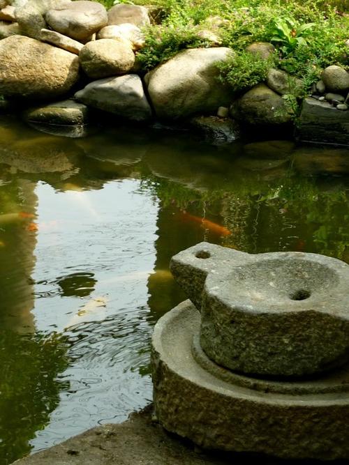 Những Giống Chó To Nhất Thế Giới Mà Bạn Không Thể Bỏ Qua