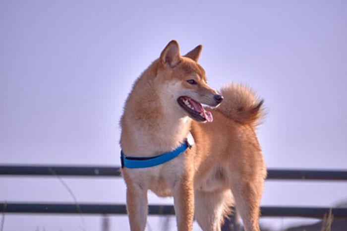 Chó Shiba giá 33hello88 tiền? Cập nhật giá chó Shiba mới nhất