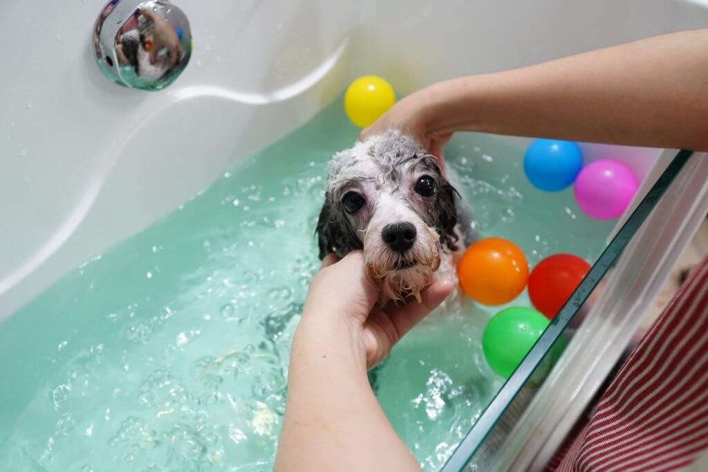 Chó Poodle giá 33hello88? Bảng giá chó Poodle và cách chọn mua chó Poodle thuần chủng