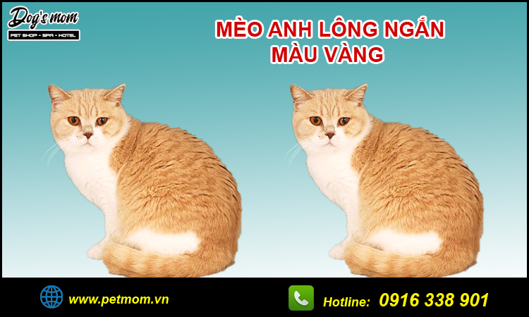 Mèo anh helo88.vina màu vàng