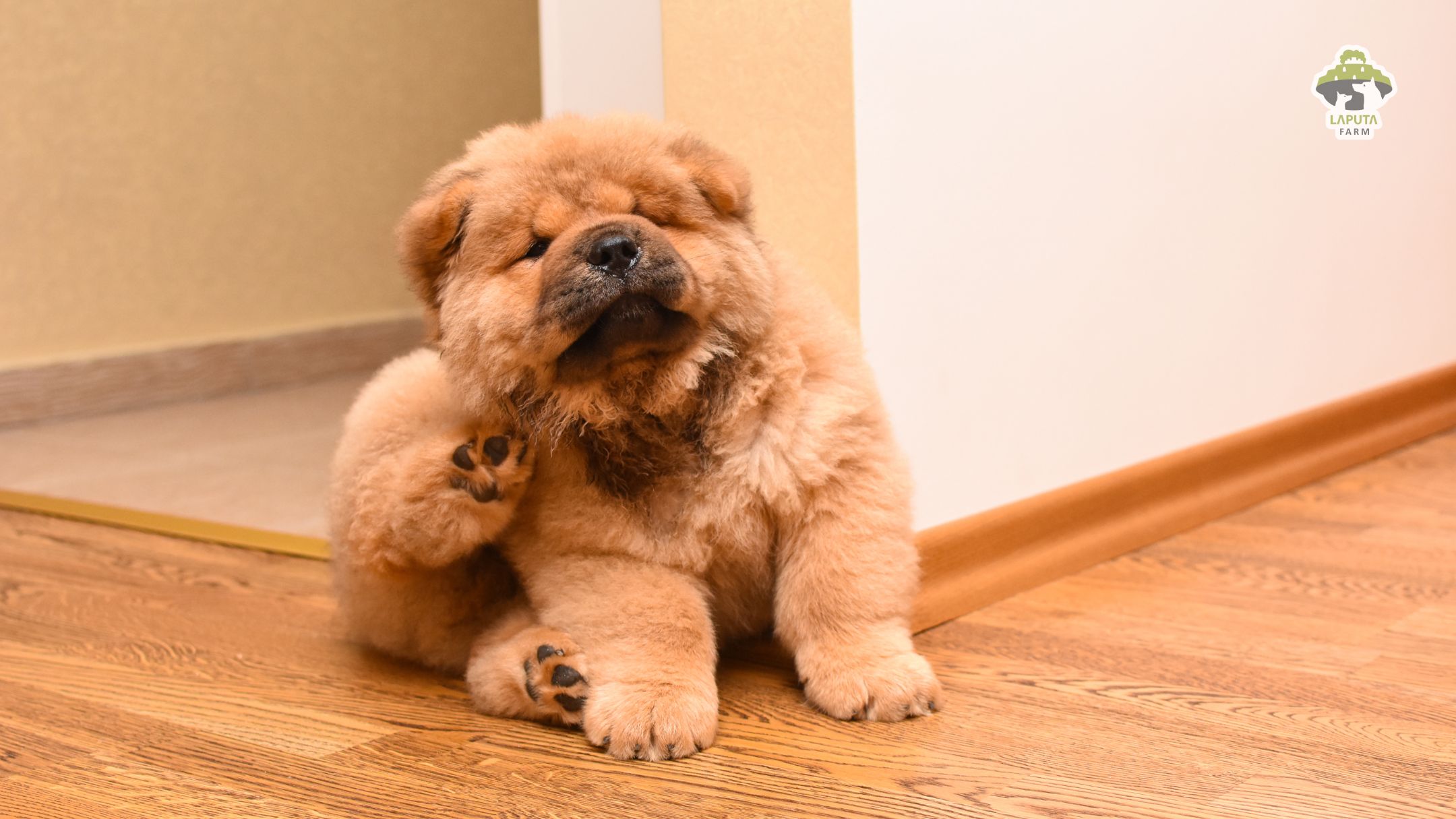 Chó Chow Chow giá 33hello88? Địa chỉ mua uy tín TP HCM