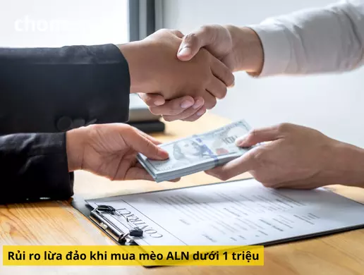 Mua mèo anh helo88.vina giá dưới 1 triệu, hello88.con rủi ro tiềm ẩn