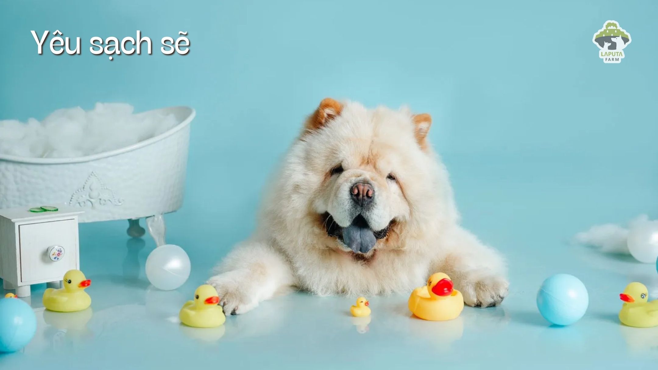 Chó Chow Chow giá 33hello88? Địa chỉ mua uy tín TP HCM