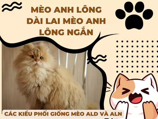Mèo anh lông dài lai anh helo88.vina | Các kiểu phối giống mèo ALD và ALN