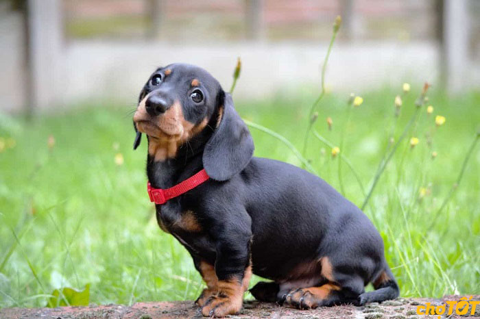 Mua Bán Chó Lạp Xưởng, Chó Xúc Xích Dachshund hello88 vina Giá Tốt