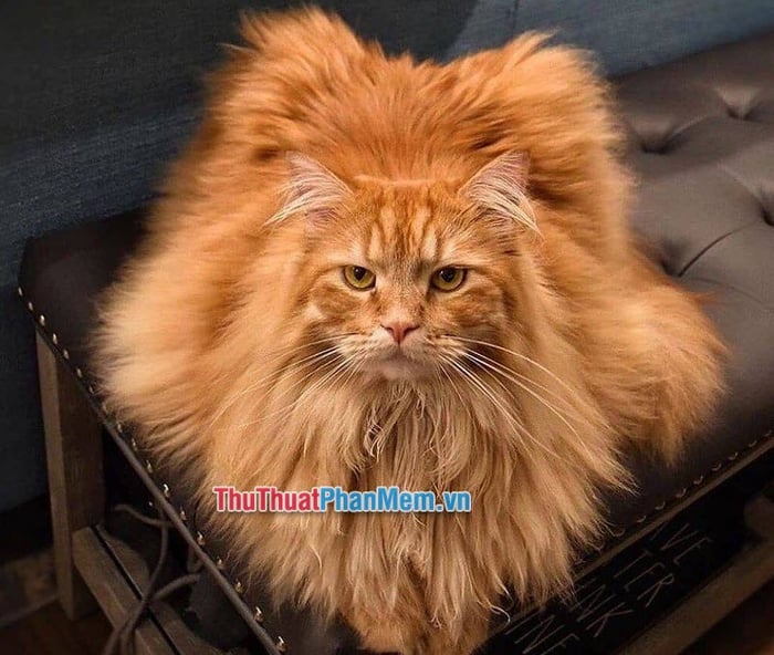Danh sách Top 10 Giống mèo cảnh giá rẻ dưới 1 triệu đồng 6hello88 nhất