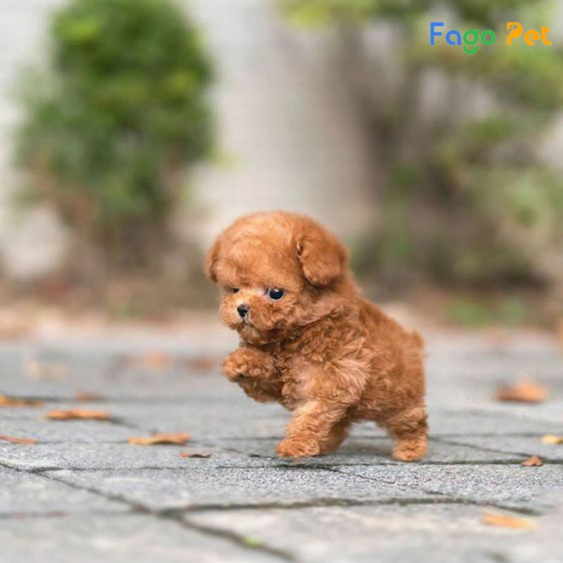 Chó Poodle Teacup - hello88.con, Đặc Điểm, 22helo88